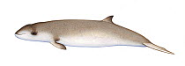 Cuvier's beaked whale (Ziphius cavirostris) calf     No more than 15 illustrations by Martin Camm, Rebecca Robinson and/or Toni Llobet to be used in a single project or book edition, except by pri...