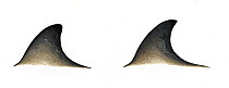 Cuvier's beaked whale (Ziphius cavirostris) adult dorsal fin variations     No more than 15 illustrations by Martin Camm, Rebecca Robinson and/or Toni Llobet to be used in a single project or book...