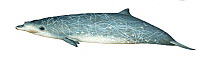 Blainville's beaked whale (Mesoplodon densirostris) adult male     No more than 15 illustrations by Martin Camm, Rebecca Robinson and/or Toni Llobet to be used in a single project or book edition,...