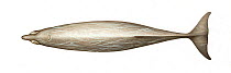Blainville's beaked whale (Mesoplodon densirostris) adult male upperside     No more than 15 illustrations by Martin Camm, Rebecca Robinson and/or Toni Llobet to be used in a single project or boo...