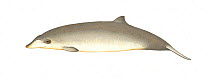 Blainville's beaked whale (Mesoplodon densirostris) calf     No more than 15 illustrations by Martin Camm, Rebecca Robinson and/or Toni Llobet to be used in a single project or book edition, excep...