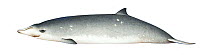 Blainville's beaked whale (Mesoplodon densirostris) adult female     No more than 15 illustrations by Martin Camm, Rebecca Robinson and/or Toni Llobet to be used in a single project or book editio...