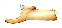 Blainville's beaked whale (Mesoplodon densirostris) adult male lower jaw     No more than 15 illustrations by Martin Camm, Rebecca Robinson and/or Toni Llobet to be used in a single project or boo...