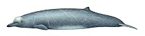 Arnoux's beaked whale (Berardius arnuxii) adult     No more than 15 illustrations by Martin Camm, Rebecca Robinson and/or Toni Llobet to be used in a single project or book edition, except by prio...