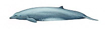 Arnoux's beaked whale (Berardius arnuxii) calf     No more than 15 illustrations by Martin Camm, Rebecca Robinson and/or Toni Llobet to be used in a single project or book edition, except by prior...