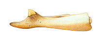 Andrews' beaked whale (Mesoplodon bowdoini) adult male lower jaw     No more than 15 illustrations by Martin Camm, Rebecca Robinson and/or Toni Llobet to be used in a single project or book editio...