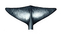 Andrews' beaked whale (Mesoplodon bowdoini) Old adult male flukes (underside)     No more than 15 illustrations by Martin Camm, Rebecca Robinson and/or Toni Llobet to be used in a single project o...