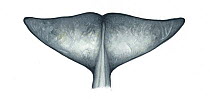 Andrews' beaked whale (Mesoplodon bowdoini) Sub-adult male flukes (underside)     No more than 15 illustrations by Martin Camm, Rebecca Robinson and/or Toni Llobet to be used in a single project o...