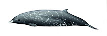 Andrews' beaked whale (Mesoplodon bowdoini) adult male     No more than 15 illustrations by Martin Camm, Rebecca Robinson and/or Toni Llobet to be used in a single project or book edition, except...