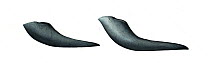 Short-finned pilot whale (Globicephala macrorhynchus) Long-finned pilot whale (Globicephala melas) adult flipper or pectoral fin comparison (short-finned left, long-finned right)     No more than...