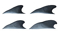 Short-finned pilot whale (Globicephala macrorhynchus) adult male dorsal fin variations     No more than 15 illustrations by Martin Camm, Rebecca Robinson and/or Toni Llobet to be used in a single...