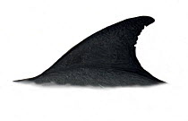 Melon-headed whale (Peponocephala electra) adult dorsal fin variation     No more than 15 illustrations by Martin Camm, Rebecca Robinson and/or Toni Llobet to be used in a single project or book e...