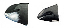 Melon-headed whale (Peponocephala electra) Pygmy killer whale (Feresa attenuata) adult head comparison (pygmy killer whale left, melon-headed whale right)     No more than 15 illustrations by Mar...