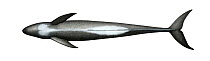 Melon-headed whale (Peponocephala electra) adult underside     No more than 15 illustrations by Martin Camm, Rebecca Robinson and/or Toni Llobet to be used in a single project or book edition, exc...