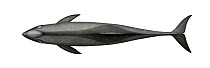 Melon-headed whale (Peponocephala electra) adult upperside     No more than 15 illustrations by Martin Camm, Rebecca Robinson and/or Toni Llobet to be used in a single project or book edition, exc...