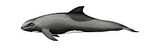 Melon-headed whale (Peponocephala electra) adult female     No more than 15 illustrations by Martin Camm, Rebecca Robinson and/or Toni Llobet to be used in a single project or book edition, except...