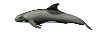 Melon-headed whale (Peponocephala electra) adult male     No more than 15 illustrations by Martin Camm, Rebecca Robinson and/or Toni Llobet to be used in a single project or book edition, except b...