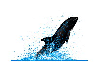 Melon-headed whale (Peponocephala electra) Breaching     No more than 15 illustrations by Martin Camm, Rebecca Robinson and/or Toni Llobet to be used in a single project or book edition, except by...