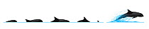 Melon-headed whale (Peponocephala electra) Dive sequence - slow swimming and fast swimming     No more than 15 illustrations by Martin Camm, Rebecca Robinson and/or Toni Llobet to be used in a sin...