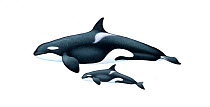 Killer whale or orca (Orcinus orca) adult female and calf Bigg's or transient ecotype     No more than 15 illustrations by Martin Camm, Rebecca Robinson and/or Toni Llobet to be used in a single p...