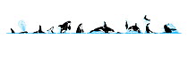 Killer whale or orca (Orcinus orca) Dive sequence - porpoising - breaching - spyhopping - lobtailing - playing with prey     No more than 15 illustrations by Martin Camm, Rebecca Robinson and/or T...