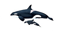 Killer whale or orca (Orcinus orca) adult female and calf North-East Atlantic ecotype (Icelandic herring-feeders, Norwegian herring-feeders and mackerel-feeders)     No more than 15 illustrations...