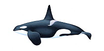 Killer whale or orca (Orcinus orca) adult male North-East Atlantic ecotype (Icelandic herring-feeders, Norwegian herring-feeders and mackerel-feeders)     No more than 15 illustrations by Martin C...