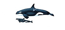 Killer whale or orca (Orcinus orca) adult female and calf resident ecotype     No more than 15 illustrations by Martin Camm, Rebecca Robinson and/or Toni Llobet to be used in a single project or book edition, except by prior written agreement from Mark Carwardine.
