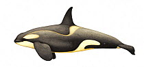 Killer whale or orca (Orcinus orca) adult male Antarctic Large Type B (Pack Ice) ecotype with diatoms     No more than 15 illustrations by Martin Camm, Rebecca Robinson and/or Toni Llobet to be us...