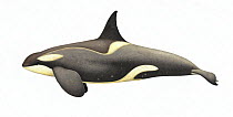 Killer whale or orca (Orcinus orca) adult male Antarctic Small Type B (Gerlache) ecotype with diatoms     No more than 15 illustrations by Martin Camm, Rebecca Robinson and/or Toni Llobet to be us...
