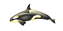 Killer whale or orca (Orcinus orca) adult female Antarctic Large Type B (Pack Ice) ecotype with diatoms     No more than 15 illustrations by Martin Camm, Rebecca Robinson and/or Toni Llobet to be...
