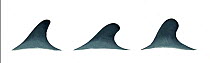 False killer whale (Pseudorca crassidens) adult dorsal fin variations     No more than 15 illustrations by Martin Camm, Rebecca Robinson and/or Toni Llobet to be used in a single project or book e...