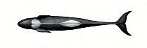 False killer whale (Pseudorca crassidens) adult underside     No more than 15 illustrations by Martin Camm, Rebecca Robinson and/or Toni Llobet to be used in a single project or book edition, exce...