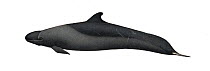 False killer whale (Pseudorca crassidens) adult     No more than 15 illustrations by Martin Camm, Rebecca Robinson and/or Toni Llobet to be used in a single project or book edition, except by prio...