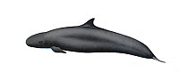 False killer whale (Pseudorca crassidens) calf     No more than 15 illustrations by Martin Camm, Rebecca Robinson and/or Toni Llobet to be used in a single project or book edition, except by prior...
