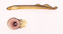 North Atlantic lamprey (Petromyzon marinus) adult Disc-shaped suction cup around mouth     No more than 15 illustrations by Martin Camm, Rebecca Robinson and/or Toni Llobet to be used in a single...