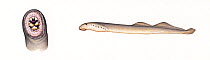 Pacific lamprey (Lampetra tridentata) adult Disc-shaped suction cup around mouth      No more than 15 illustrations by Martin Camm, Rebecca Robinson and/or Toni Llobet to be used in a single pro...