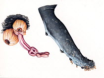 Rabbit-ear barnacle (Conchoderma auritum) attached to an acorn barnacle on a humpback whale's flipper     No more than 15 illustrations by Martin Camm, Rebecca Robinson and/or Toni Llobet to be use...