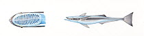 Sharksucker (Echeneis naucrates) adult Sucker on top of head     No more than 15 illustrations by Martin Camm, Rebecca Robinson and/or Toni Llobet to be used in a single project or book edition,...