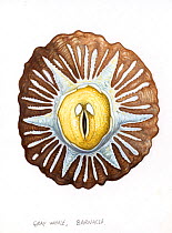 Acorn barnacle (Cryptolepas rhachianecti) - found in large numbers on most grey whales     No more than 15 illustrations by Martin Camm, Rebecca Robinson and/or Toni Llobet to be used in a single p...