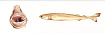 Smalltooth cookiecutter shark (Isistius brasiliensis) adult  Open mouth     No more than 15 illustrations by Martin Camm, Rebecca Robinson and/or Toni Llobet to be used in a single project or boo...