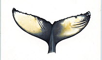 Diatoms on flukes of humpback whale (Megaptera novaeiangliae)     No more than 15 illustrations by Martin Camm, Rebecca Robinson and/or Toni Llobet to be used in a single project or book edition, e...