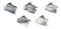 White-beaked dolphin (Lagenorhynchus albirostris) Beak variations     No more than 15 illustrations by Martin Camm, Rebecca Robinson and/or Toni Llobet to be used in a single project or book editi...
