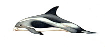 White-beaked dolphin (Lagenorhynchus albirostris) calf     No more than 15 illustrations by Martin Camm, Rebecca Robinson and/or Toni Llobet to be used in a single project or book edition, except...