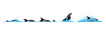 White-beaked dolphin (Lagenorhynchus albirostris) Dive sequence - fast swimming and slow swimming - breaching     No more than 15 illustrations by Martin Camm, Rebecca Robinson and/or Toni Llobet...