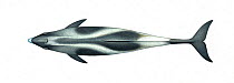 White-beaked dolphin (Lagenorhynchus albirostris) adult upperside     No more than 15 illustrations by Martin Camm, Rebecca Robinson and/or Toni Llobet to be used in a single project or book editi...