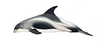 White-beaked dolphin (Lagenorhynchus albirostris) adult variation     No more than 15 illustrations by Martin Camm, Rebecca Robinson and/or Toni Llobet to be used in a single project or book editi...