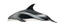 White-beaked dolphin (Lagenorhynchus albirostris) adult variation     No more than 15 illustrations by Martin Camm, Rebecca Robinson and/or Toni Llobet to be used in a single project or book editi...