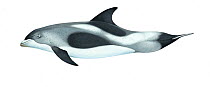 White-beaked dolphin (Lagenorhynchus albirostris) adult variation     No more than 15 illustrations by Martin Camm, Rebecca Robinson and/or Toni Llobet to be used in a single project or book edition, except by prior written agreement from Mark Carwardine.