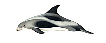 White-beaked dolphin (Lagenorhynchus albirostris) adult     No more than 15 illustrations by Martin Camm, Rebecca Robinson and/or Toni Llobet to be used in a single project or book edition, except...